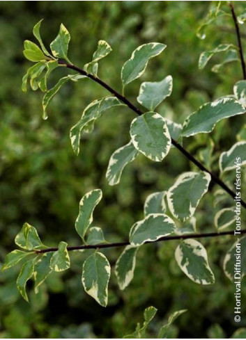 PITTOSPORUM tenuifolium VARIEGATUM (Pittospore à petites feuilles)