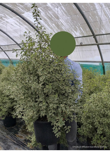 PITTOSPORUM tenuifolium VARIEGATUM (Pittospore à petites feuilles) En pot de 15-20 litres forme buisson