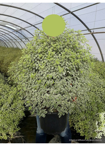PITTOSPORUM tenuifolium VARIEGATUM (Pittospore à petites feuilles) En pot de 25-30 litres forme buisson