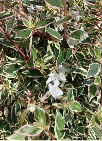 ABELIA grandiflora CONFETTI® (Abélia à grandes fleurs Confetti)