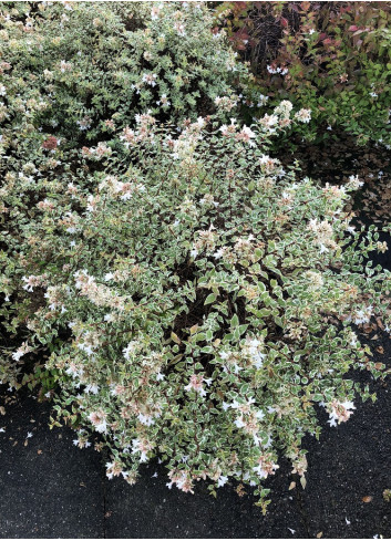 ABELIA grandiflora CONFETTI® (Abélia à grandes fleurs Confetti)