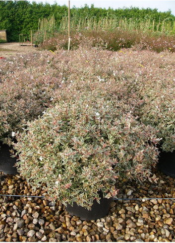 ABELIA grandiflora CONFETTI® (Abélia à grandes fleurs Confetti)