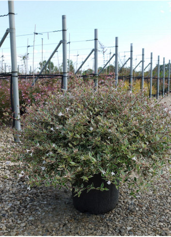 ABELIA grandiflora CONFETTI® (Abélia à grandes fleurs Confetti) En pot de 15-20 litres forme buisson