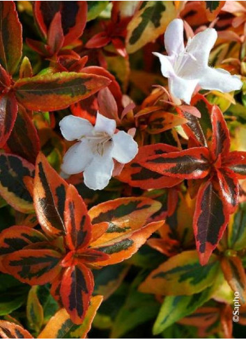 ABELIA grandiflora KALEIDOSCOPE® (Abélia à grandes fleurs Kaleidoscope)