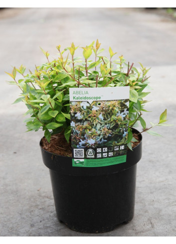 ABELIA grandiflora KALEIDOSCOPE® (Abélia à grandes fleurs Kaleidoscope) En pot de 3-4 litres forme buisson