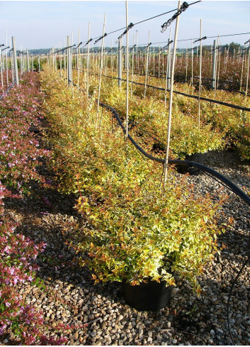 ABELIA grandiflora KALEIDOSCOPE® (Abélia à grandes fleurs Kaleidoscope) En pot de 15-20 litres forme buisson