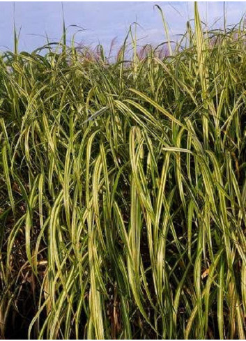 MISCANTHUS sinensis CABARET (Roseau de Chine, herbe à éléphant, eulalie)
