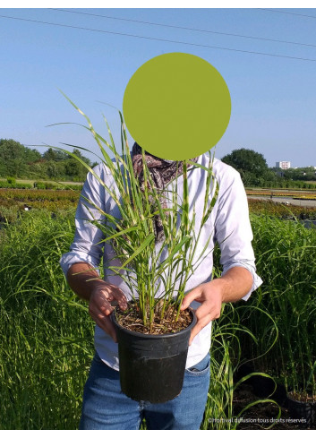 MISCANTHUS sinensis ZEBRINUS (Roseau de Chine, herbe à éléphant, eulalie) En pot de 4-5 litres forme buisson