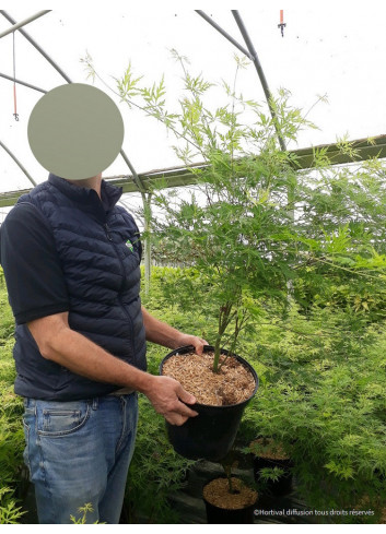 ACER palmatum DISSECTUM SEIRYU (Érable du Japon) En pot de 10-12 litres
