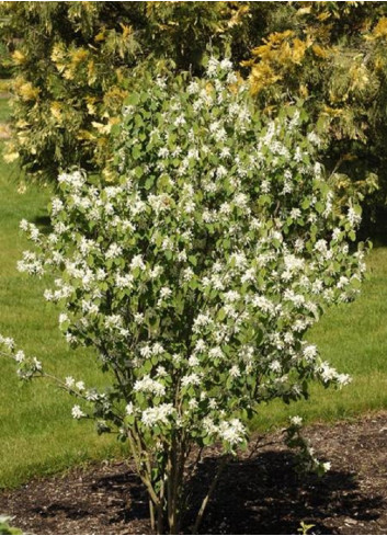 AMELANCHIER alnifolia OBELISK cov (Amélanchier à feuilles d'aulne Obelisk)