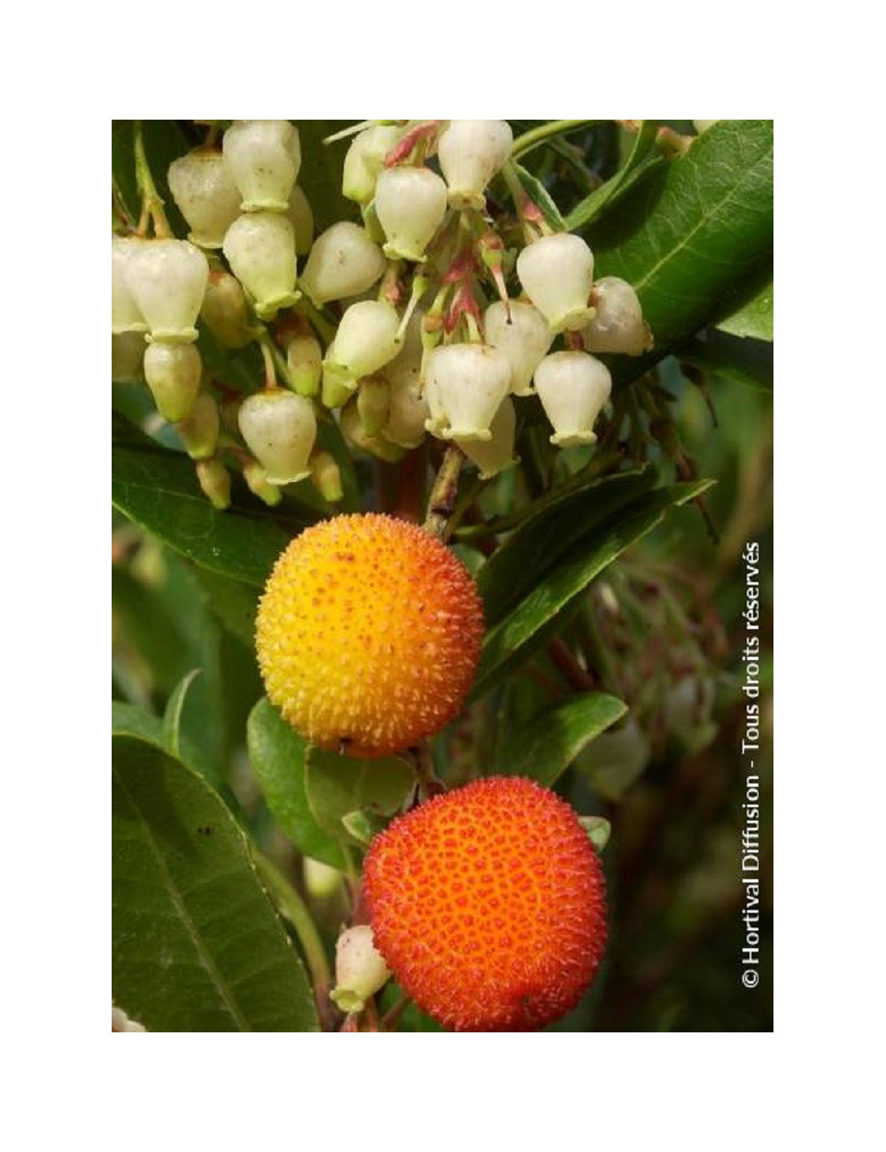 ARBUTUS unedo ATLANTIC (Arbousier, arbre aux fraises)
