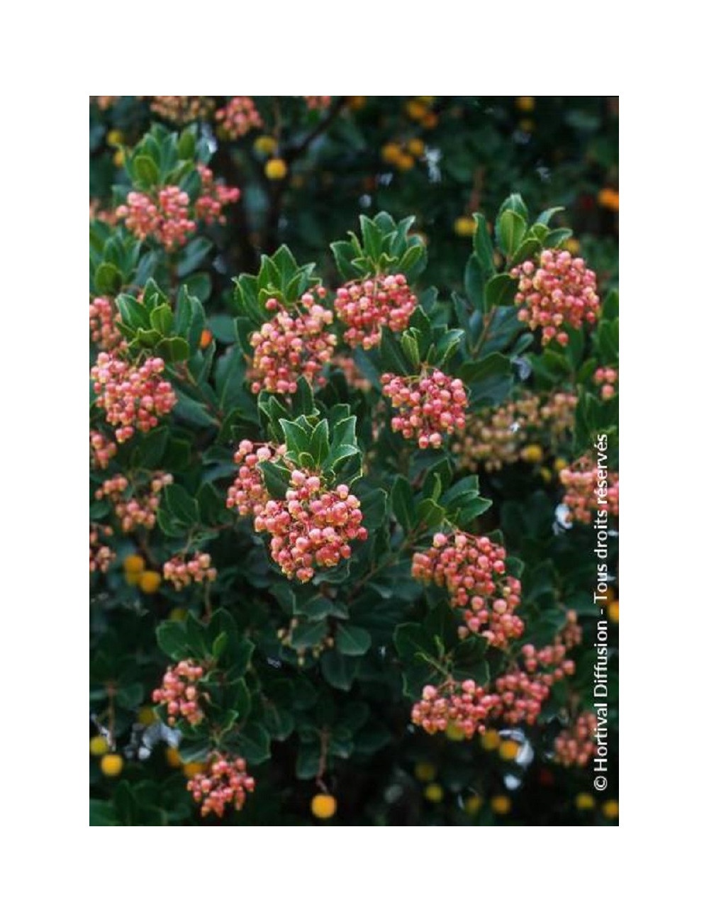 ARBUTUS unedo RUBRA (Arbousier, arbre aux fraises)