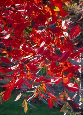 ARONIA arbutifolia BRILLIANT (Aronie à feuilles d'arbousier Brilliant)