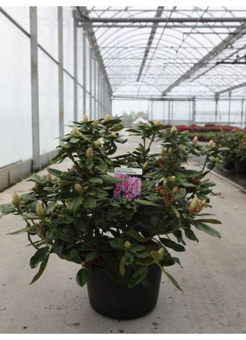 RHODODENDRON hybride ALBERT SCHWEITZER (Rhododendron) En pot de 15-20 litres forme buisson