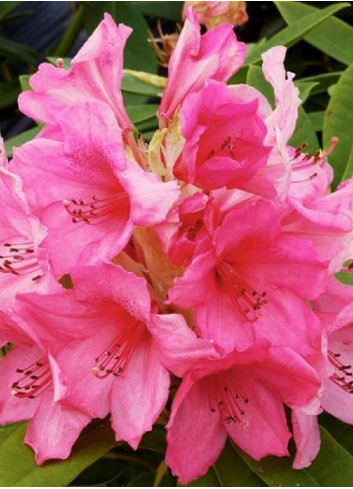 RHODODENDRON hybride ANNA ROSE WHITNEY (Rhododendron)