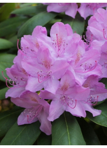 RHODODENDRON hybride CATAWBIENSE GRANDIFLORUM (Rhododendron)