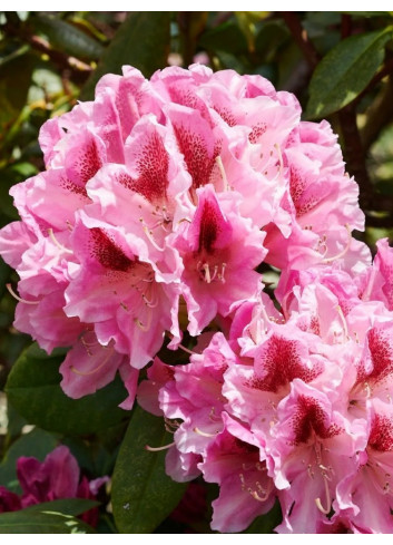 RHODODENDRON hybride COSMOPOLITAN (Rhododendron)