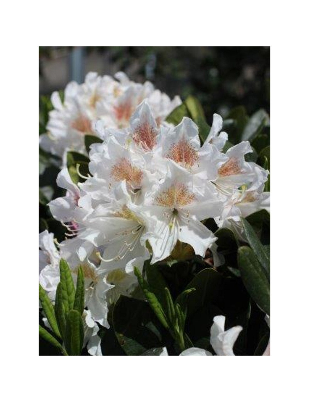 RHODODENDRON hybride CUNNINGHAM'S WHITE (Rhododendron)