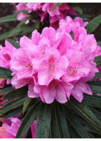 RHODODENDRON hybride GRAZIELLA (Rhododendron)