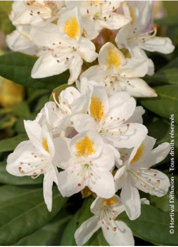 RHODODENDRON hybride MADAME MASSON (Rhododendron)