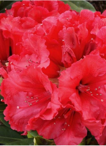 RHODODENDRON hybride RED JACK (Rhododendron)