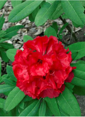 RHODODENDRON hybride TORNADO (Rhododendron)