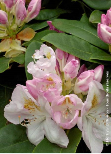 RHODODENDRON hybride GOMER WATERER (Rhododendron)