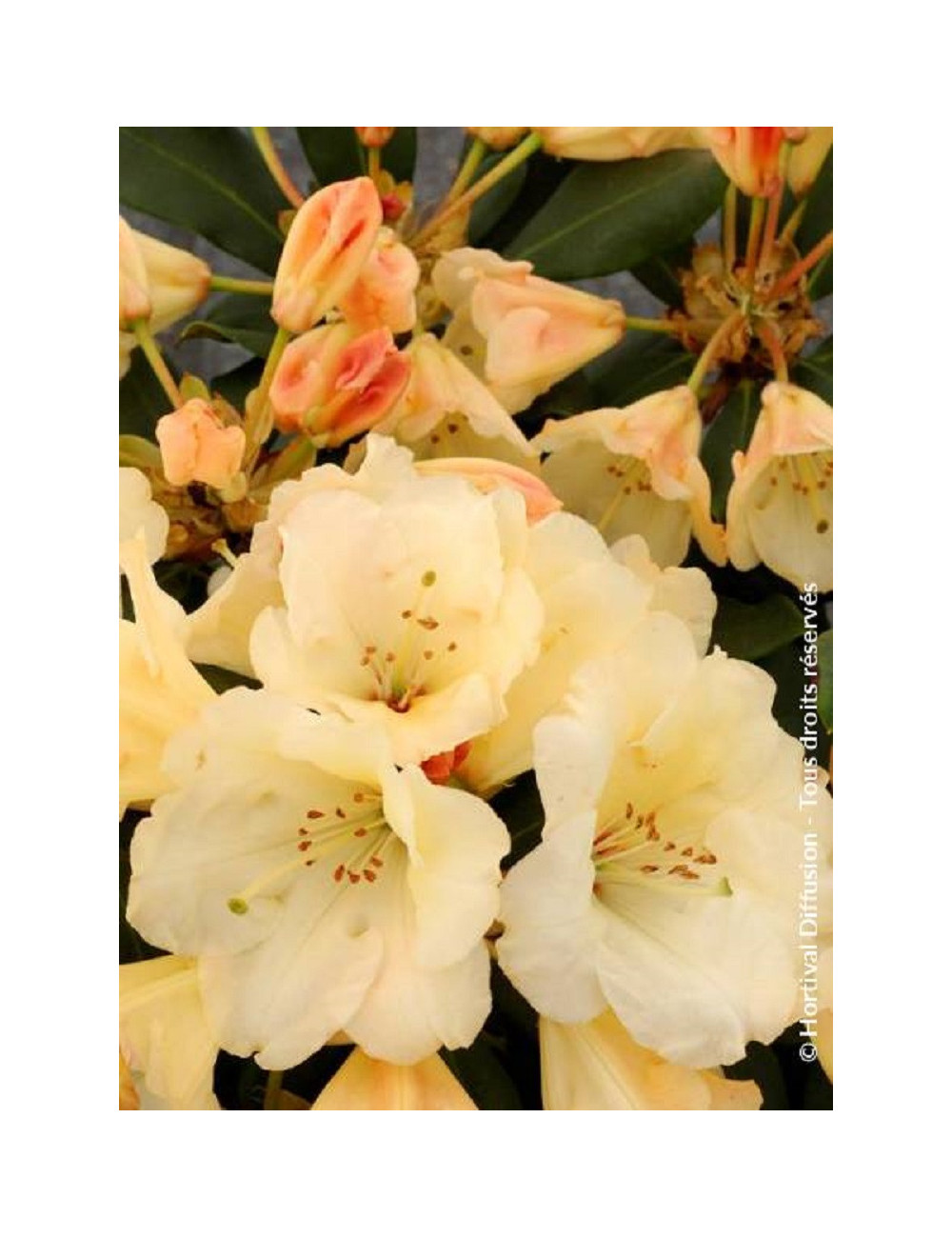 RHODODENDRON hybride HORIZON MONARCH (Rhododendron)