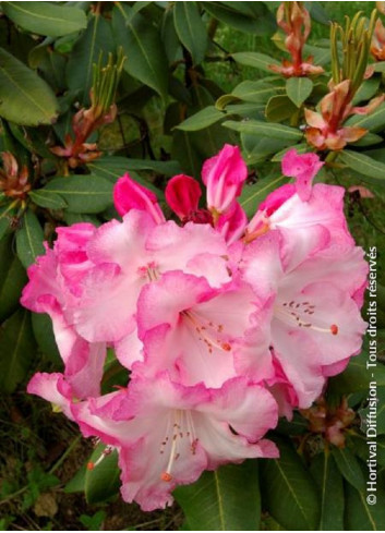 RHODODENDRON hybride LEM'S MONARCH (Rhododendron)