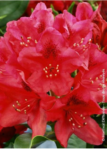 RHODODENDRON hybride NOVA ZEMBLA (Rhododendron)