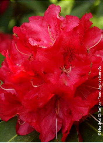 RHODODENDRON hybride WILGENS RUBY (Rhododendron)