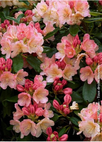 RHODODENDRON yakushimanum PERCY WISEMAN (Rhododendron de Yakushima)