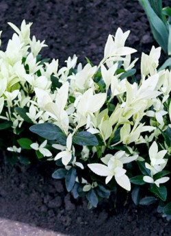 fusain-du-japon-extravaganza-euonymus-japonicus-extravaganza-1.jpg
