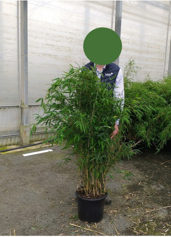 FARGESIA RUFA (Bambou non traçant Rufa) En pot de 15-20 litres forme buisson extra fort
