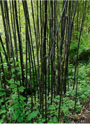 PHYLLOSTACHYS NIGRA (Bambou noir)