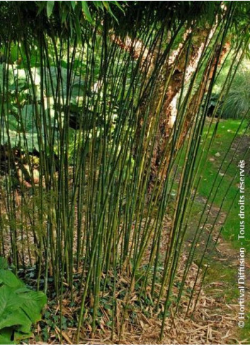 PHYLLOSTACHYS BISSETII (Bambou vert)
