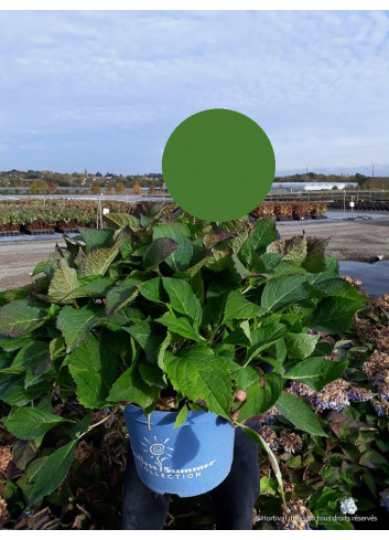 HYDRANGEA ENDLESS SUMMER ORIGINAL BLEU® (Hortensia) En pot de 10-12 litres forme buisson