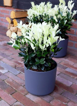 fusain-du-japon-extravaganza-euonymus-japonicus-extravaganza.jpg