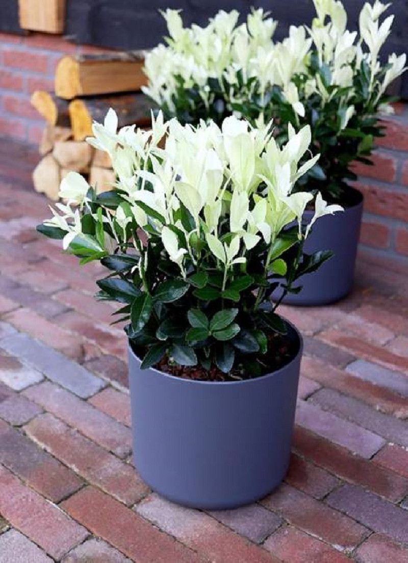 fusain-du-japon-extravaganza-euonymus-japonicus-extravaganza.jpg