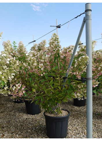 HYDRANGEA paniculata UNIQUE (Hortensia paniculé) En pot de 15-20 litres forme buisson