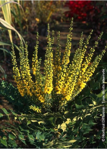 MAHONIA media WINTER SUN (Mahonia media Winter sun)