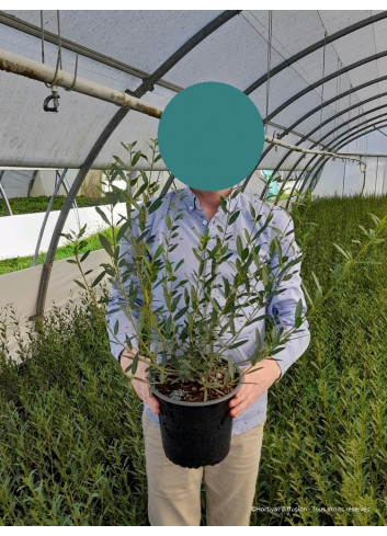 PHILLYREA angustifolia (Filaire à feuilles étroites) En pot de 4-5 litres forme buisson