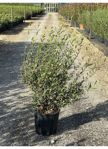 PHILLYREA angustifolia (Filaire à feuilles étroites) En pot de 10-12 litres forme buisson
