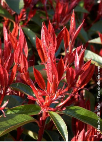 PHOTINIA fraseri RED ROBIN (Photinia Red Robin)1