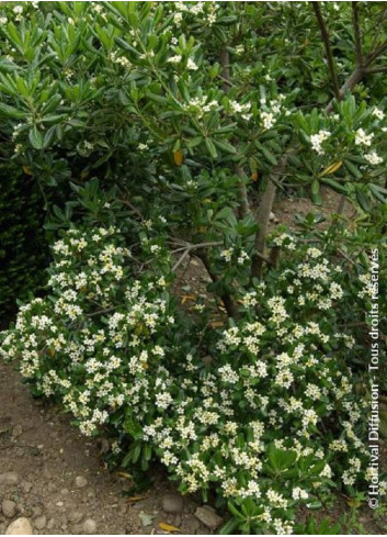 PITTOSPORUM tobira (Pittospore du Japon)