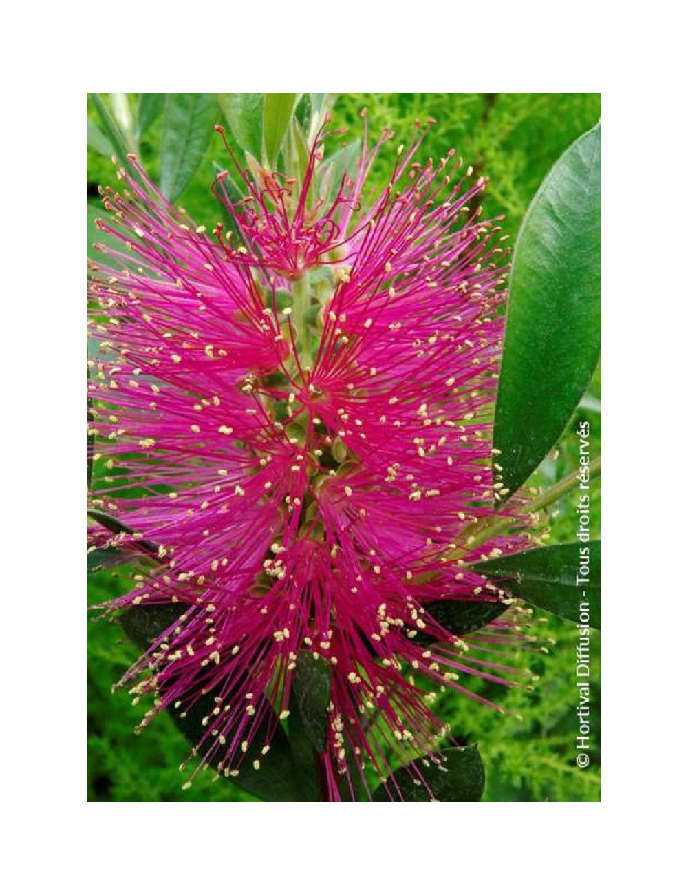 CALLISTEMON viminalis HOT PINK cov (Rince bouteille des vanniers)