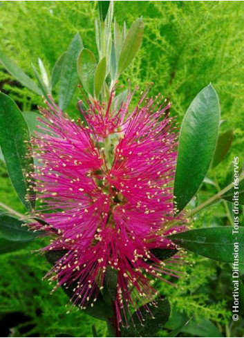 CALLISTEMON viminalis HOT PINK cov (Rince bouteille des vanniers)