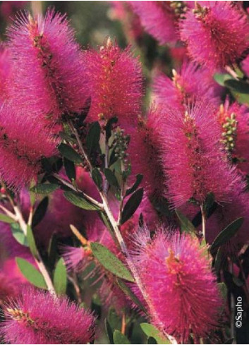 CALLISTEMON viminalis HOT PINK cov (Rince bouteille des vanniers)