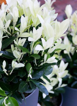fusain-du-japon-extravaganza-euonymus-japonicus-extravaganza-2.jpg