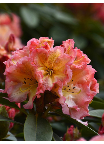 RHODODENDRON hybride SUN FIRE (Rhododendron)